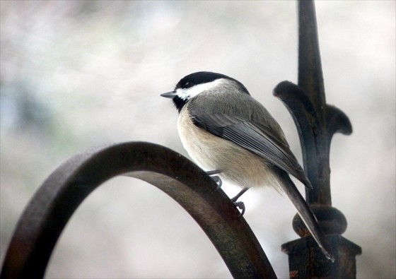Carolina Chickadee Carolina Chickadee
