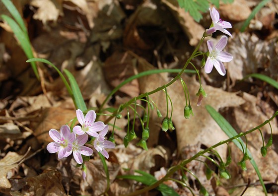 Spring Beauty Spring Beauty