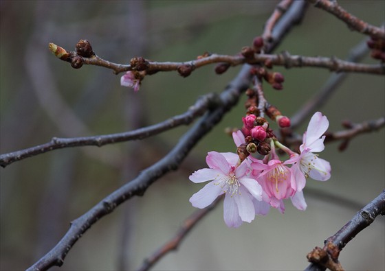 Spring flower Spring flower