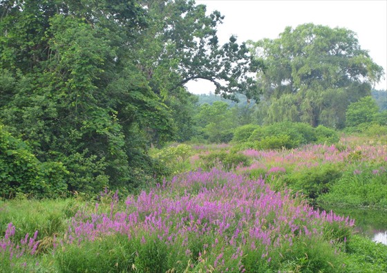 Summer Morning by the River Summer Morning by the River