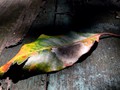 Leaf