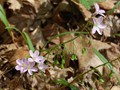 Spring Beauty