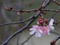Spring flower