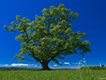 Summer Oak