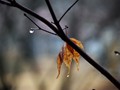 Winter rain